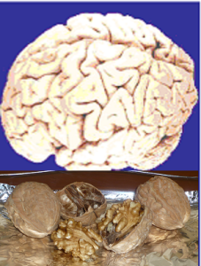 Мозг и орехи