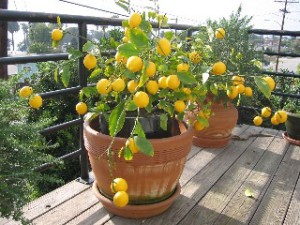 Лимончики- У Сони на балкончике!